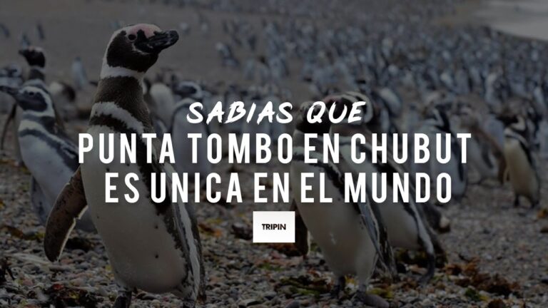 Explorando la Naturaleza en Punta Tombo