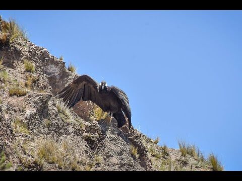 Avistamiento de Cóndores en Salta