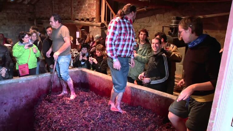 Proceso de fermentaci&oacute;n de uvas en Bodega La Rural