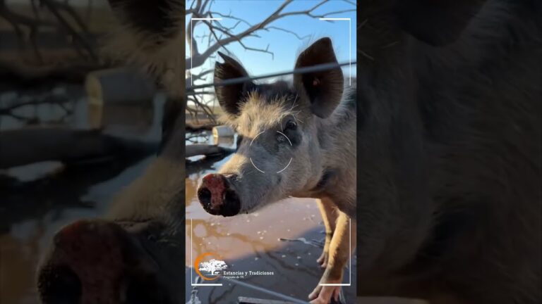 Explorando las estancias de la región de Corrientes