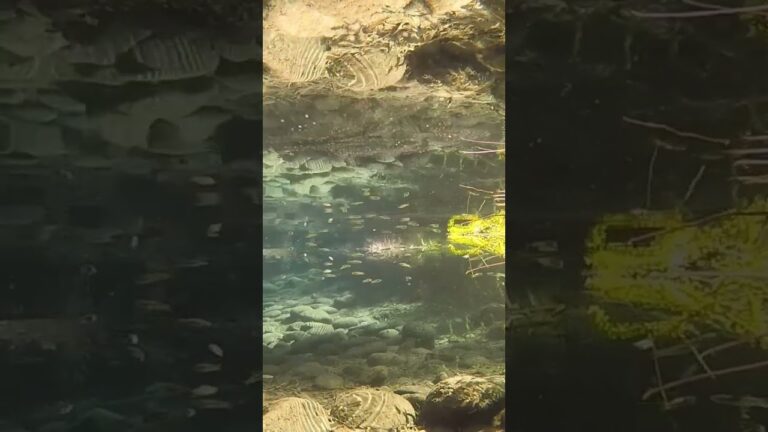Explorando la belleza de los paseos entre especies aut&oacute;ctonas