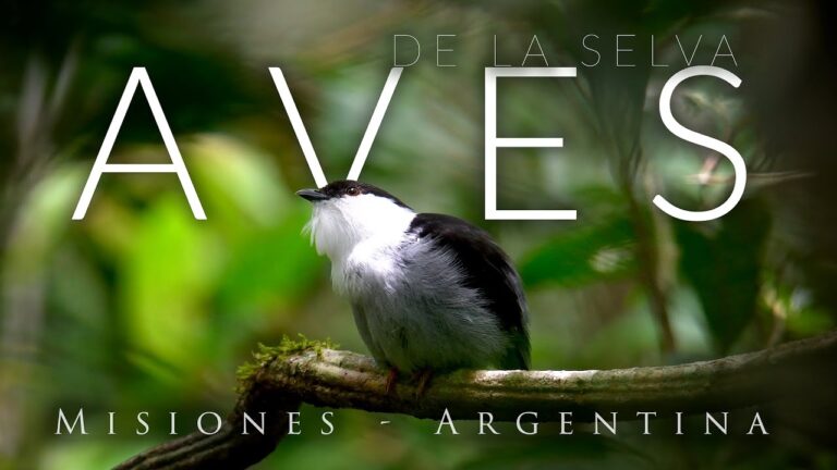 Avistaje de aves en la selva misionera: una experiencia única