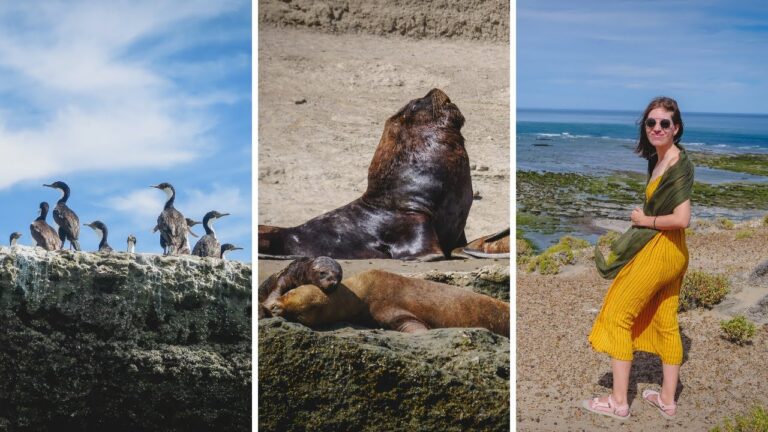 Conservaci&oacute;n de lobos marinos en Pen&iacute;nsula Vald&eacute;s