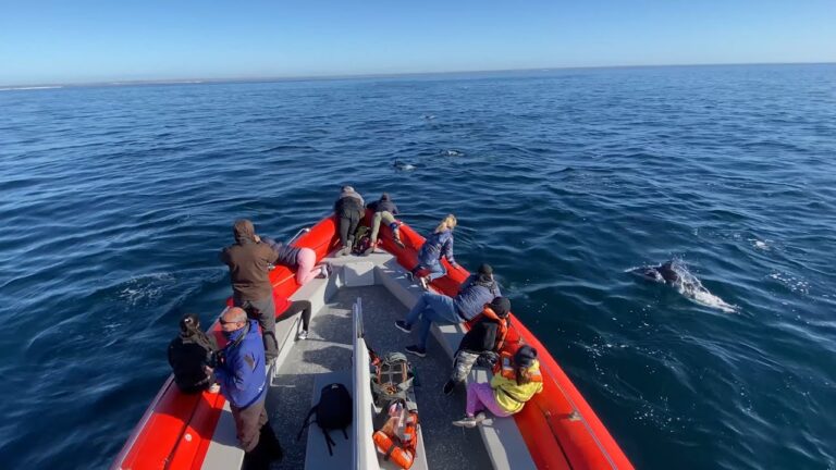 Avistamiento de delfines en Puerto Madryn: una experiencia inolvidable