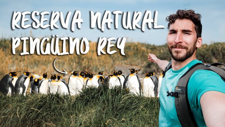 Ruta de avistamiento de ping&uuml;inos: Gu&iacute;a completa
