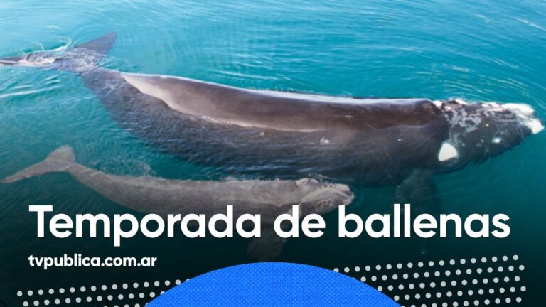 Avistaje de ballenas en el hemisferio sur: Una experiencia inolvidable