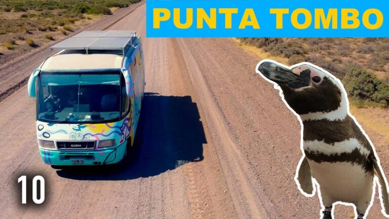 Avistaje de ballenas en Punta Tombo: Una experiencia única