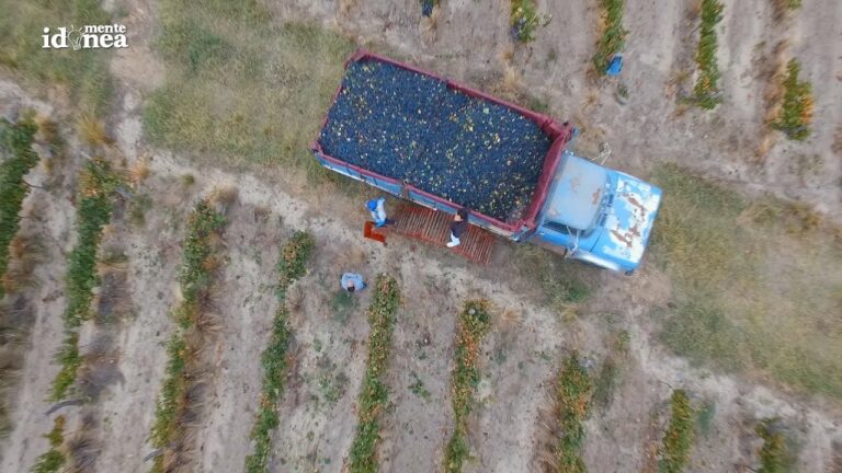 Variedades aut&oacute;ctonas de uva en Argentina