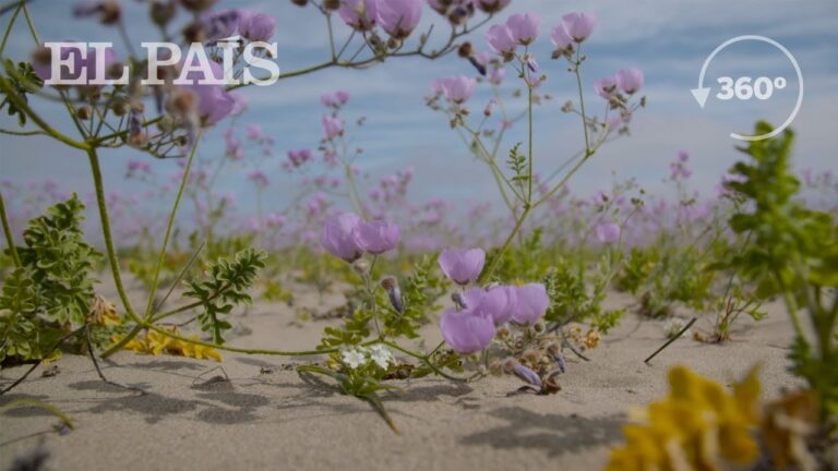 Biodiversidad en el Desierto de Atacama