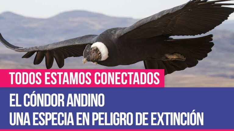 Avistamiento de cóndores en Neuquén