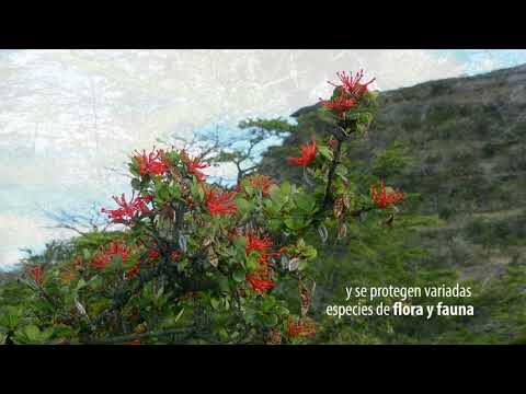 Geología de la Cueva del Milodón: Un Análisis Profundo