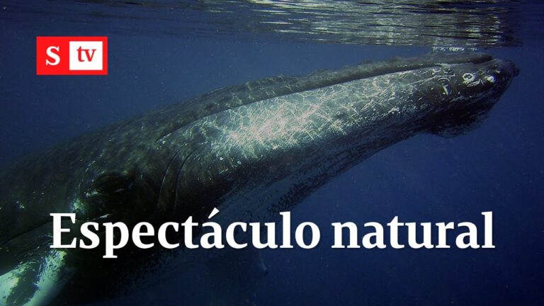 Los mejores lugares para avistar ballenas