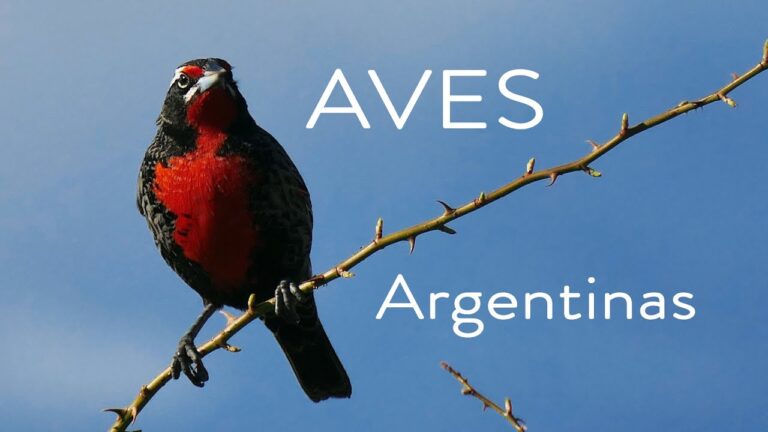 Aves autóctonas de Argentina: Guía completa