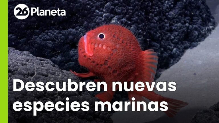 Explorando la biodiversidad marina de Patagonia