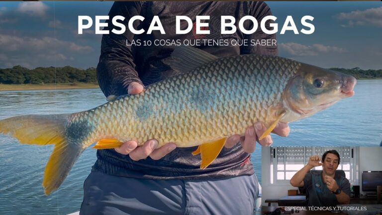 Guía para la pesca de boga en Argentina