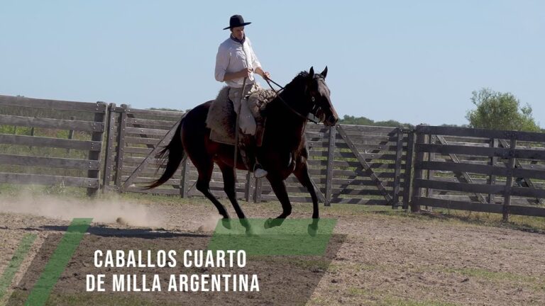 Razas de caballos en Argentina: una gu&iacute;a completa