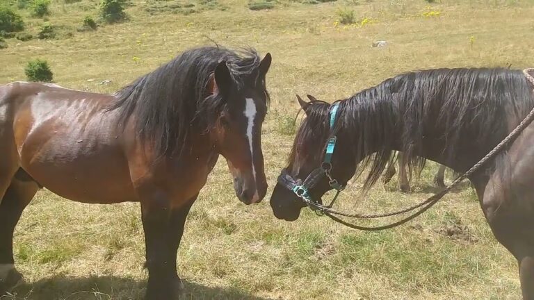 Viajar en compañía: Caballos como compañeros