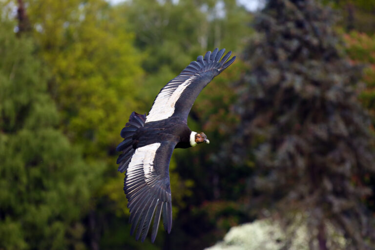 Avistamiento de C&oacute;ndores en el Parque Nacional Los Glaciares