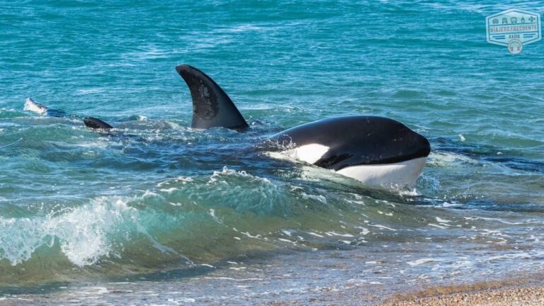 Avistamiento de orcas en Puerto Madryn: Un espect&aacute;culo natural impresionante