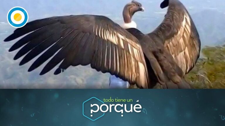 C&oacute;ndores en Misiones: Majestuosos habitantes de la provincia