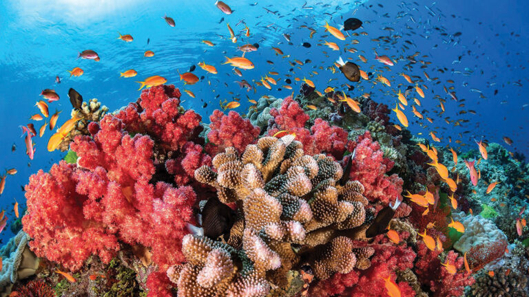 Explorando los Arrecifes de Coral en Argentina