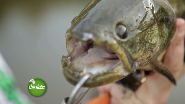 Gu&iacute;a de Pesca en C&oacute;rdoba: Lugares y Consejos