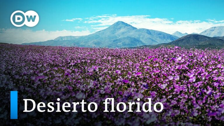 El impacto del cambio clim&aacute;tico en el Desierto de Atacama
