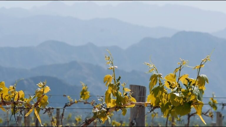 Vinos de Catamarca: El sabor de la región