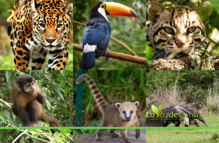 La diversidad biológica del Parque Nacional Iguazú