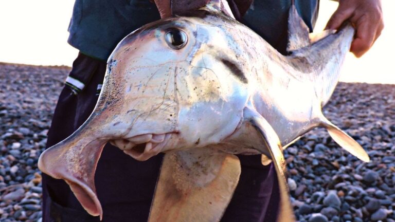 Pesca de pez gallo en Argentina: Gu&iacute;a completa