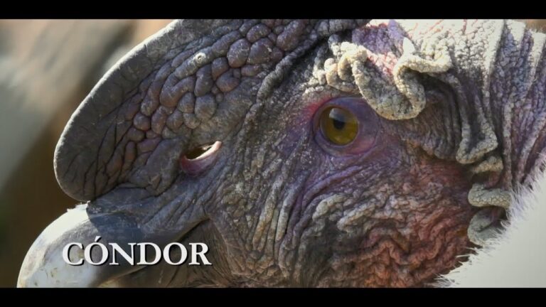 Maravillas naturales: los cóndores en Argentina