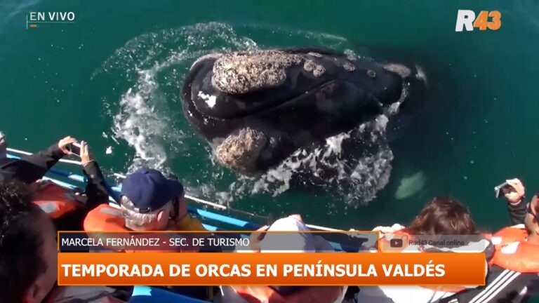 Avistaje de orcas en la Pen&iacute;nsula Vald&eacute;s: Una experiencia &uacute;nica
