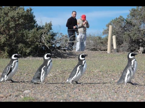 Exploraci&oacute;n de la reserva de ping&uuml;inos: descubriendo su h&aacute;bitat &uacute;nico