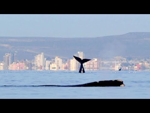 Explora la magia del buceo en Puerto Madryn