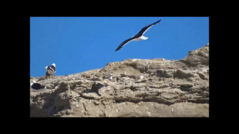 Santuarios de vida silvestre en Argentina: conservaci&oacute;n y biodiversidad