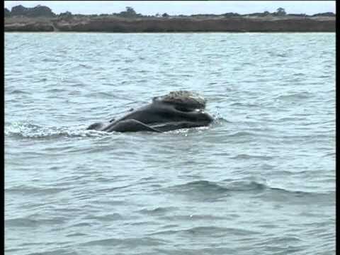 Avistamiento de ballenas en Miramar: Un espectáculo natural impresionante