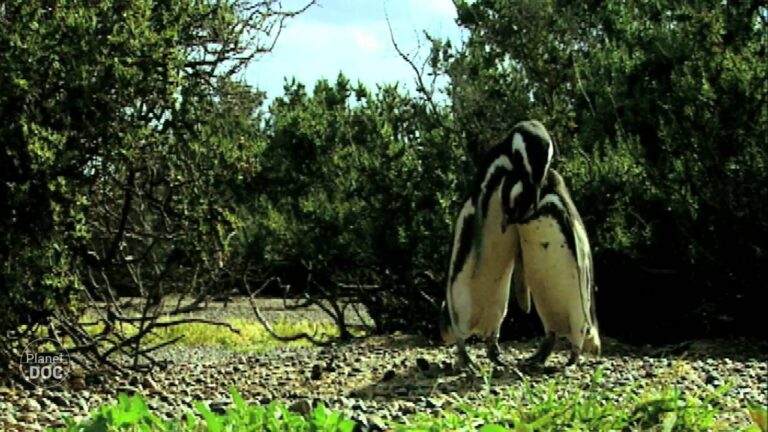 La vida marina de Argentina: Ping&uuml;inos en acci&oacute;n