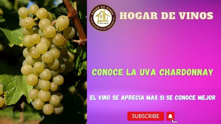 Maridajes de vino y comida en la regi&oacute;n vin&iacute;cola