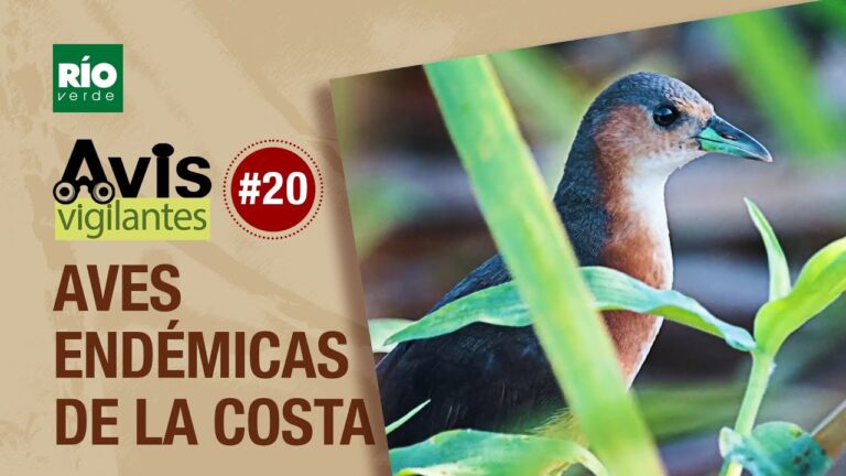 La diversidad de aves en la regi&oacute;n